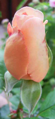 Aln_08_06_01.JPG