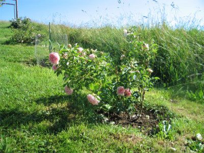 maidensblush03.jpg