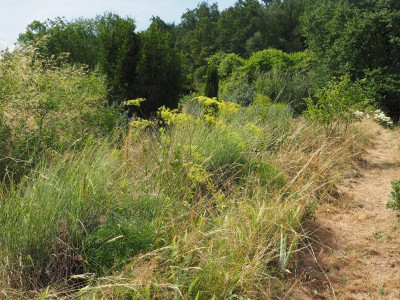 Peucedanum officinale Kugeldisteln Schmetterlingsflieder P7120028.JPG