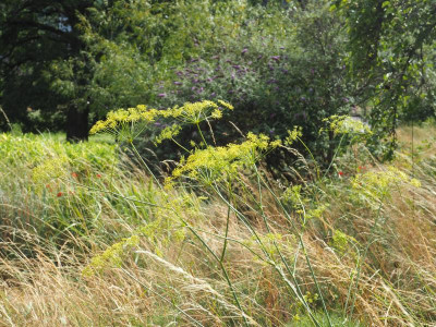 Peucedanum offcinale Schmetterlingsflieder P7120035.JPG
