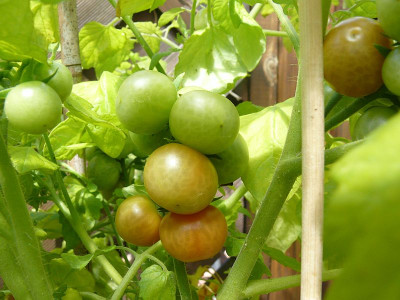 230712_Bajaja.jpg