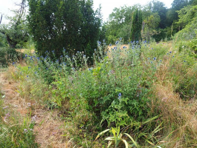Echinops bannaticus P7120036.JPG