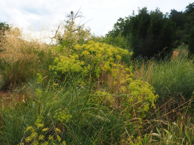 Peucedanum officinale P7120037.JPG