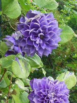 Clematis_FranziskaMaria.JPG
