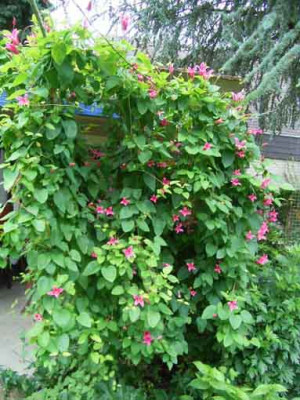 Clematis_PrincessDiana.JPG