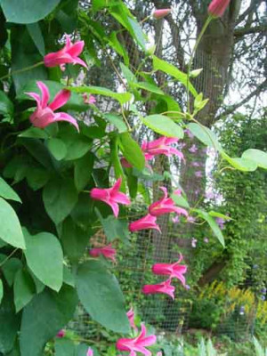 Clematis_PrincessDiana2.JPG