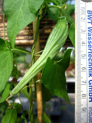 Philibertia-gracilis-3.jpg