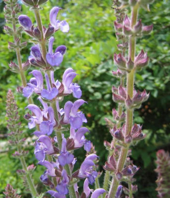 Salvia_virgata_20080615.jpg