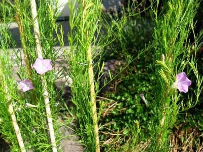 Ipomoea-capillacea-2.jpg