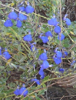 salvia_spec.jpg