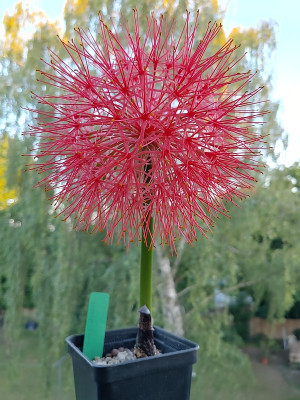Scadoxus20230712_204707_HDR.jpg