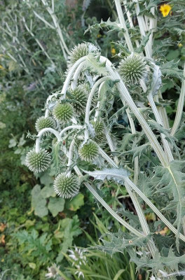 20230713_215446 Echinops sphaerocephalus 'Tristis'.jpg