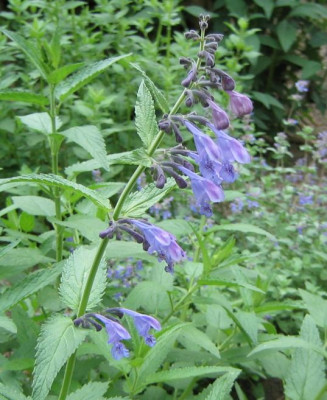 Nepeta_sibirica_Souvenir_dAndre_Chaudron_20080524.jpg