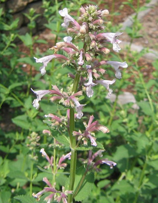 Nepeta_longipes_20080601.jpg