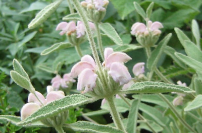 Phlomis_italica_20080608_01.jpg