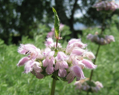 Phlomis_tuberosa_20080602_01.jpg