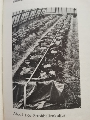 Strohballenkultur Gurke.jpeg