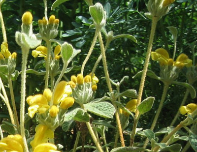 Phlomis_lanata_20080601_02.JPG