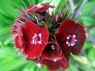 Dianthus_barb.nigr._Sooty_54211.jpg