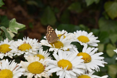DSC_0377.JPG
