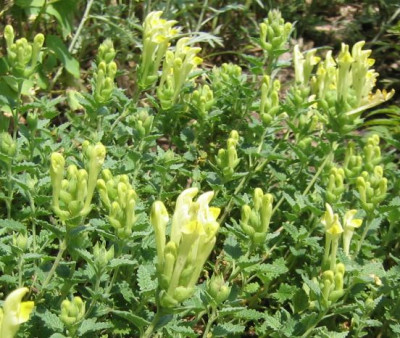 Scutellaria_orientalis_20080601.jpg