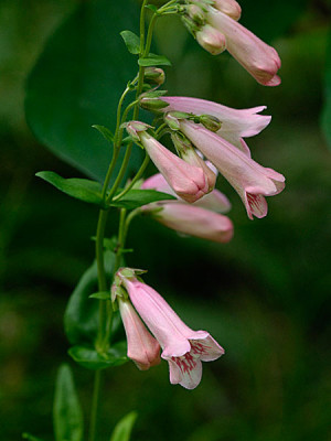 penstemon-hidcote-pink2.jpg
