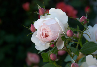 1875MFigaro.jpg