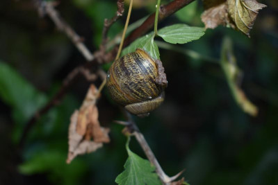 DSC_0381.JPG