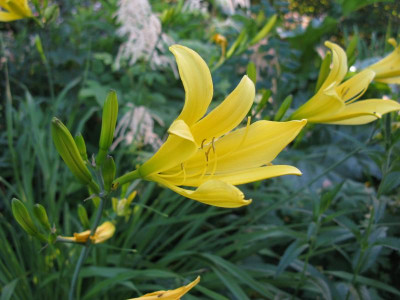 H citrina.JPG
