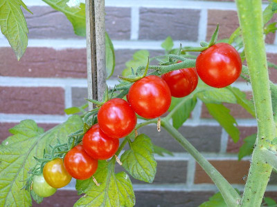 230715_Schreiber-Frieberts rote Kirsche.jpg