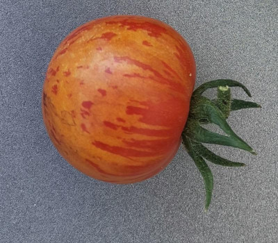 Ancienne1_20230715.jpg