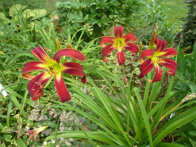 Red Rain_P1090045.JPG