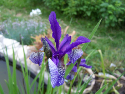 100_1307_IRIS_sibirica_sp.__800.jpg