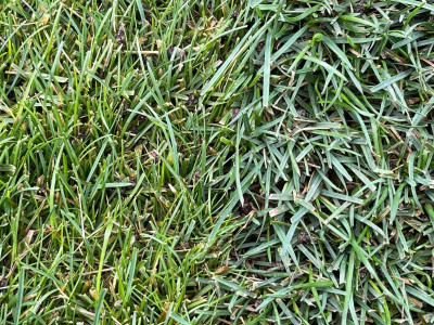 gras_unterschied.jpg