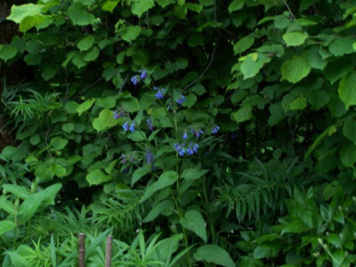 100_1317__Blume_ohne_Namen__640.jpg