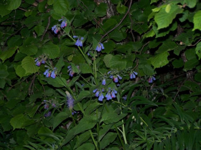 100_1319_Staude_namenlos__640.jpg