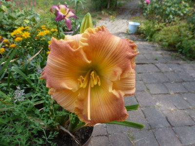 P1320059-Autumn Wood.JPG