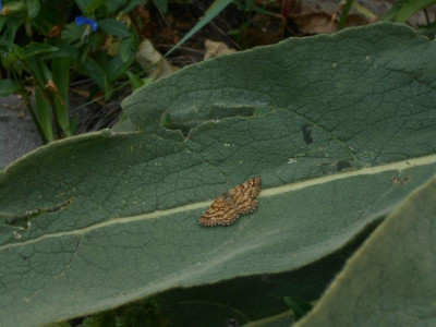 DSCN6459.JPG