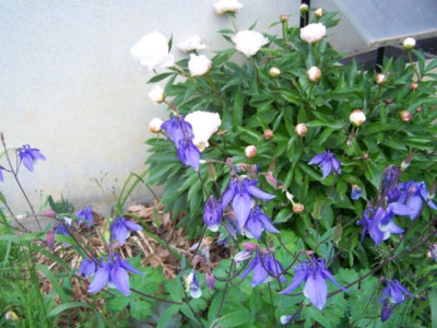 100_1311_AQUILEGIA_viell._oxysepala__640.jpg