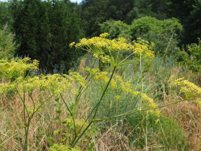 Peucedanum officinale vor Echinops bannaticus P7140027.JPG