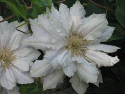Calcedony_Juni_08__2.jpg