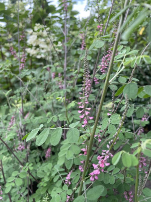 Indigofera amblyantha Juli 2023.jpg