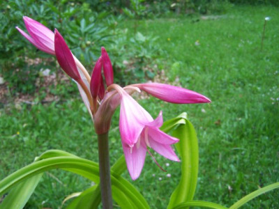 100_1299_CRINUM_powellii___640.jpg