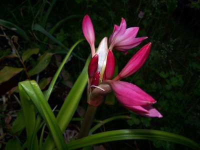 100_1323_Crinum_powellii__800.jpg