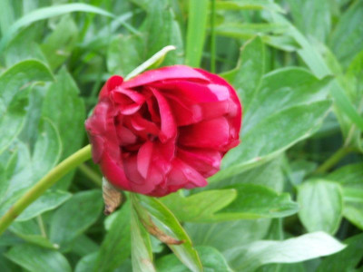 100_1309_Paeonia_non-id.__800.jpg
