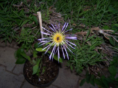 100_1321_ASTER_diplostephioides___640.jpg