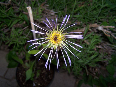 100_1322_ASTER_diplostephioides_2___800.jpg