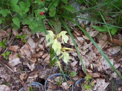 100_1301_ROSCOEA_cautleoides___500.jpg