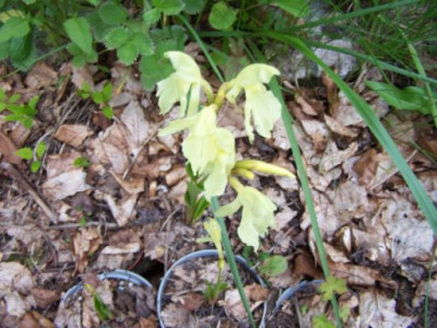 100_1302_ROSCOEA_cautleoides_2__500.jpg