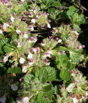 Teuricum_pyrenaicum_2008-06-14.JPG